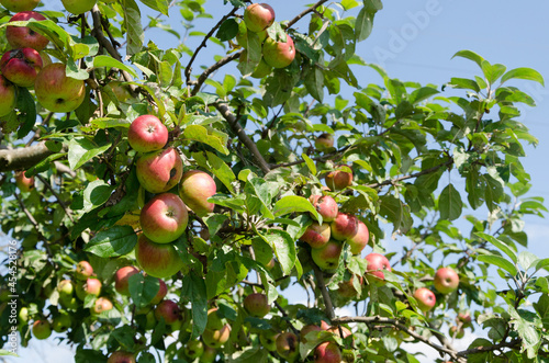 Apfelbaum in Nahaufnahme, mehrere Äpfel im Vordergrund