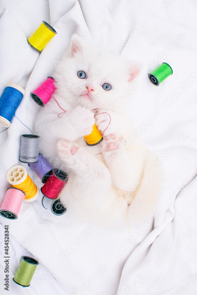 cute persian kitten playing cute persian kitten playing