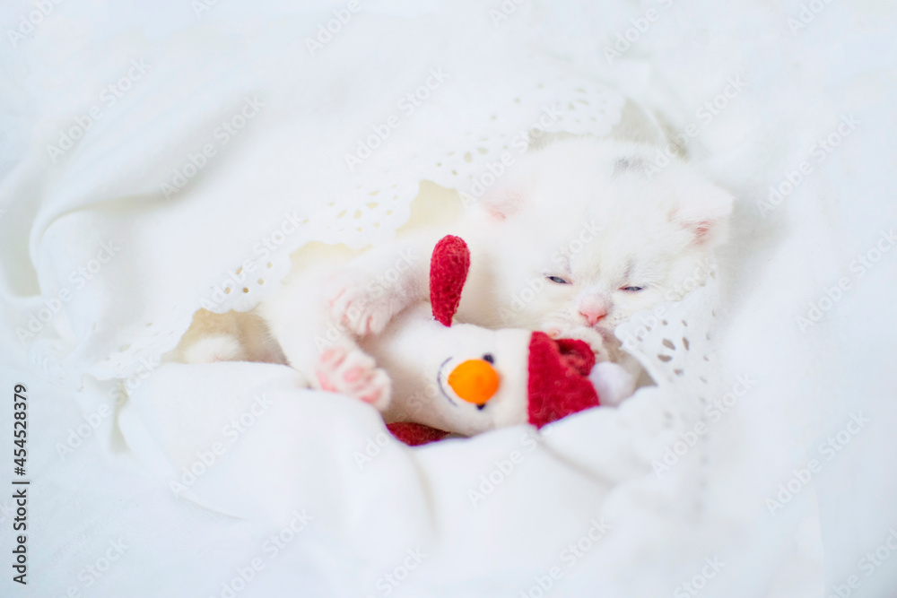 christmas cute kitten christmas cute kitten