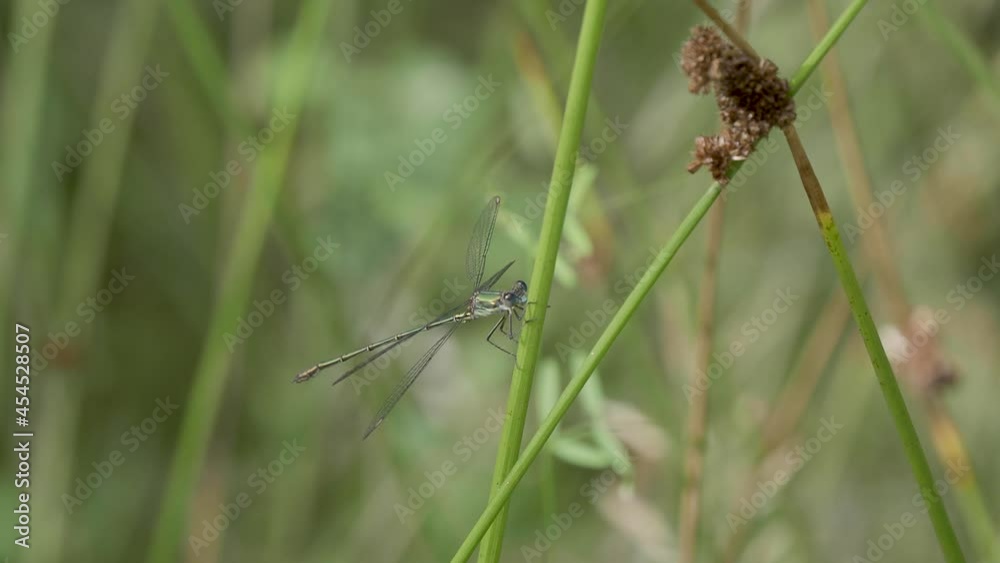 Willow Emerald Damselfly Resting on a Reed Willow Emerald Damselfly Resting on a Reed