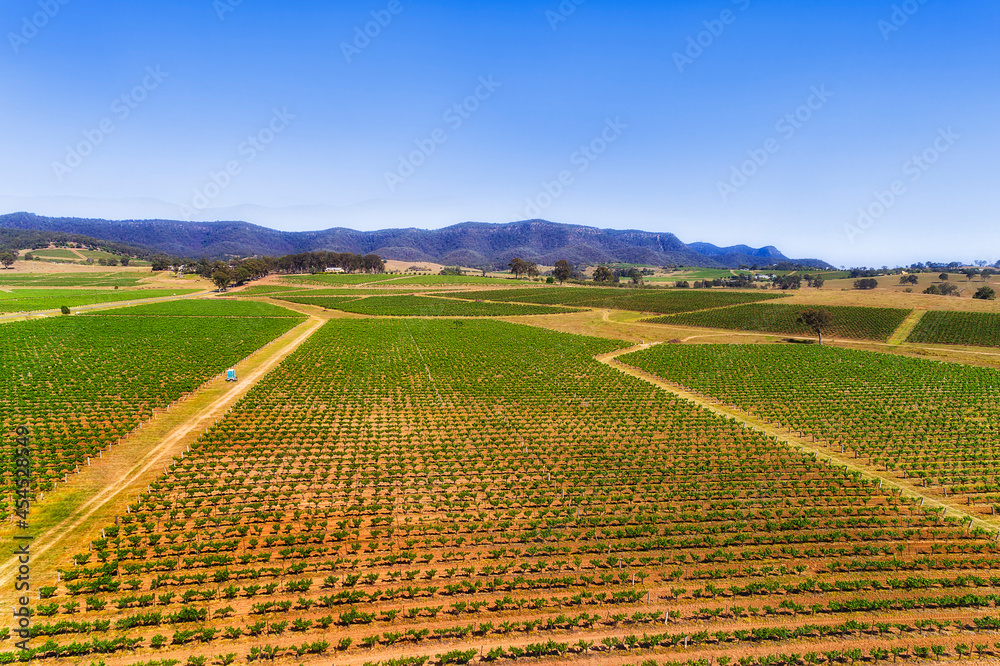 D HV Green rows vineyard
