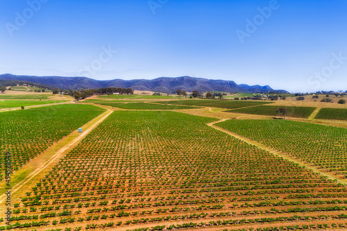 D HV Green rows vineyard © Taras Vyshnya
