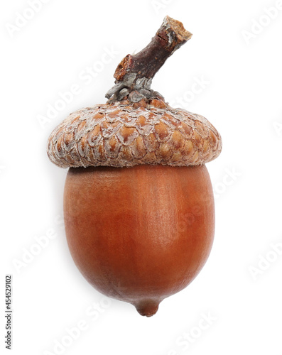 One beautiful brown acorn isolated on white