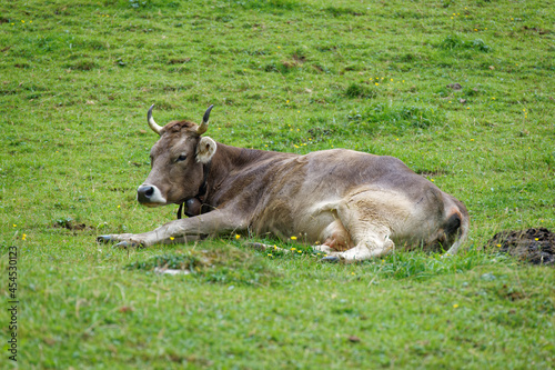 brown cow lie down on a green spring meadow, daytime, cloudy sky without people © Media Castle