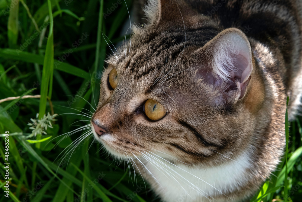 Young cat playing in the garden Young cat playing in the garden