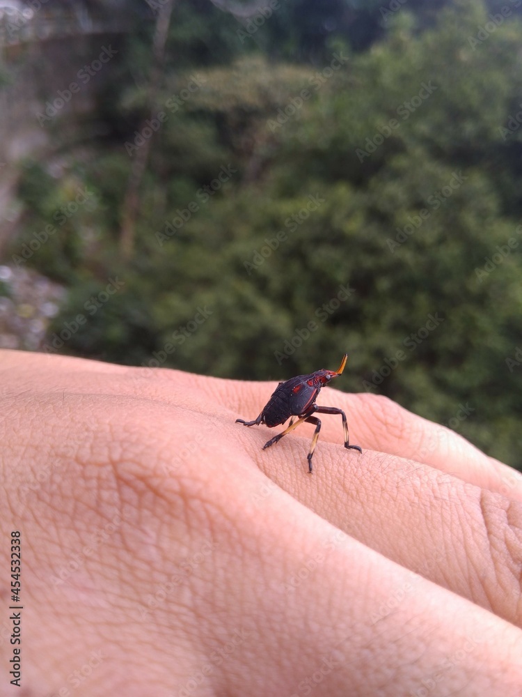 Fototapeta premium An insect sitting on a hand