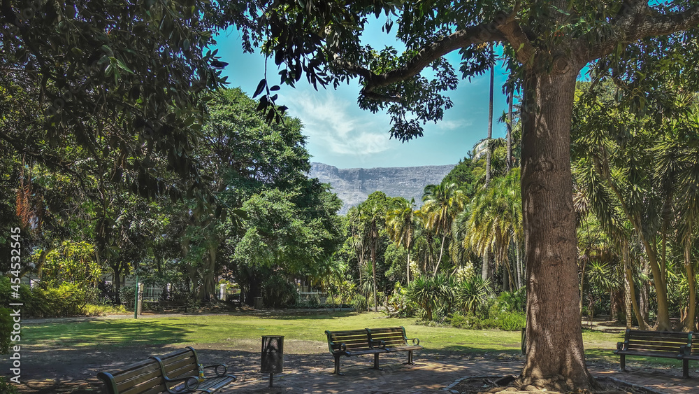 In the city park, in the shade of tall trees, there are benches. Green grass on the lawn. Lush tropical vegetation around. The top of Table Mountain is visible against the blue sky. Cape Town