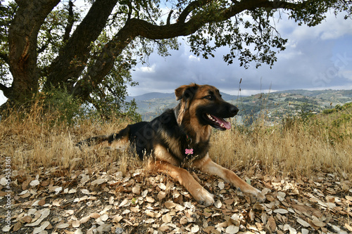 Cute Dog lying on nature