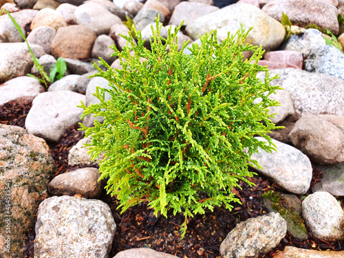 A small seedling of a young plant Thuja occidentalis Tiny Tim, in a rocky rockery, in the garden. Coniferous seedlings.	
