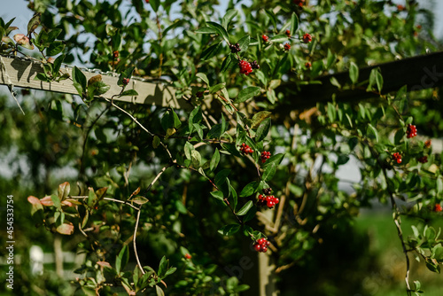 Random bays in a garden in the summer