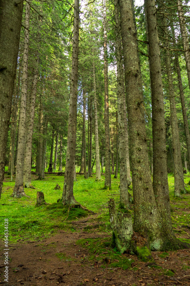 Forest trees in Bucegi mountains, Romania, Spring day Forest trees in Bucegi mountains, Romania, Spring day