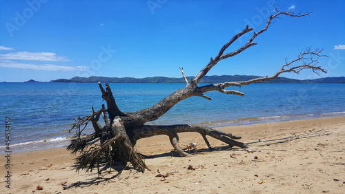 Old dry uprooted tree on a sandy beach on a sunny day photo