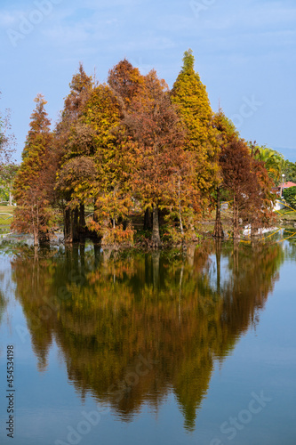 Orange trees reflected in water