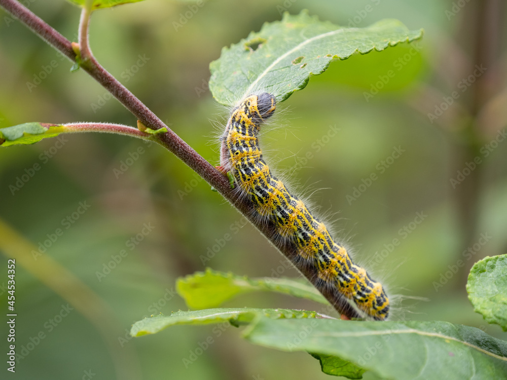 Buff-tip Moth Caterpillar Eating a leaf Buff-tip Moth Caterpillar Eating a leaf