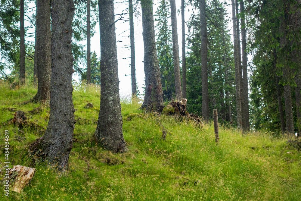 Forest trees in Bucegi mountains, Romania, Spring day Forest trees in Bucegi mountains, Romania, Spring day