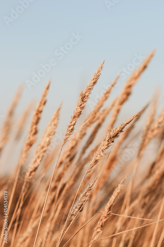 Beautiful abstract closeup of golden dried meadow grass. Abstract natural background. Natural Beige or Set Sail Champagne Background. Minimal, stylish, trend concept