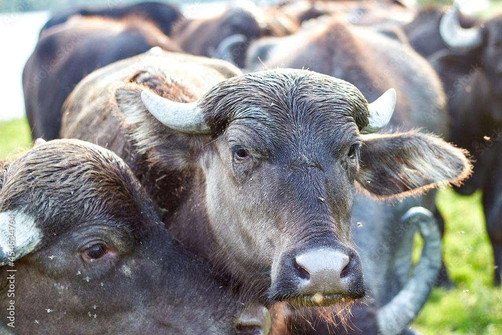 Water buffalo (Bubalus bubalis) muzzle. Closeup portrait. Buffalo wildlife. Funny muzzle looking. Odd bizarre weird muzzle. Wild, strong, primal. Water buffalo (Bubalus bubalis) muzzle. Closeup portrait. Buffalo wildlife. Funny muzzle looking. Odd bizarre weird muzzle. Wild, strong, primal.