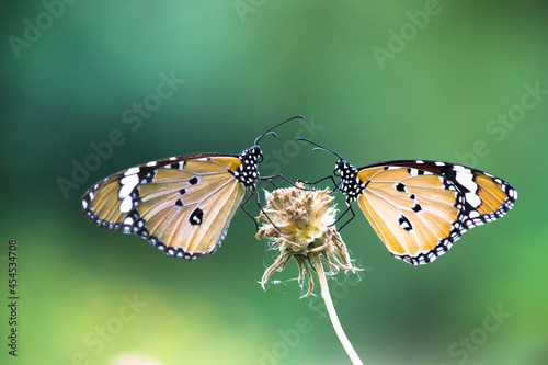  Close up of Plain Tiger Danaus chrysippus butterfly resting on the plant in natures green background 