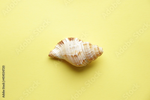Marine background. Shell on a yellow background.