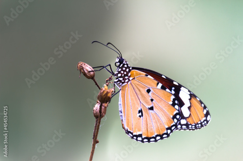  Close up of Plain Tiger Danaus chrysippus butterfly resting on the plant in natures green background  © Robbie Ross