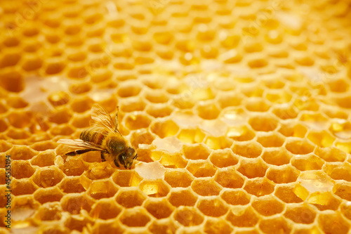Macro photo of a bee on a honeycomb. National honey bee day. September honey month.