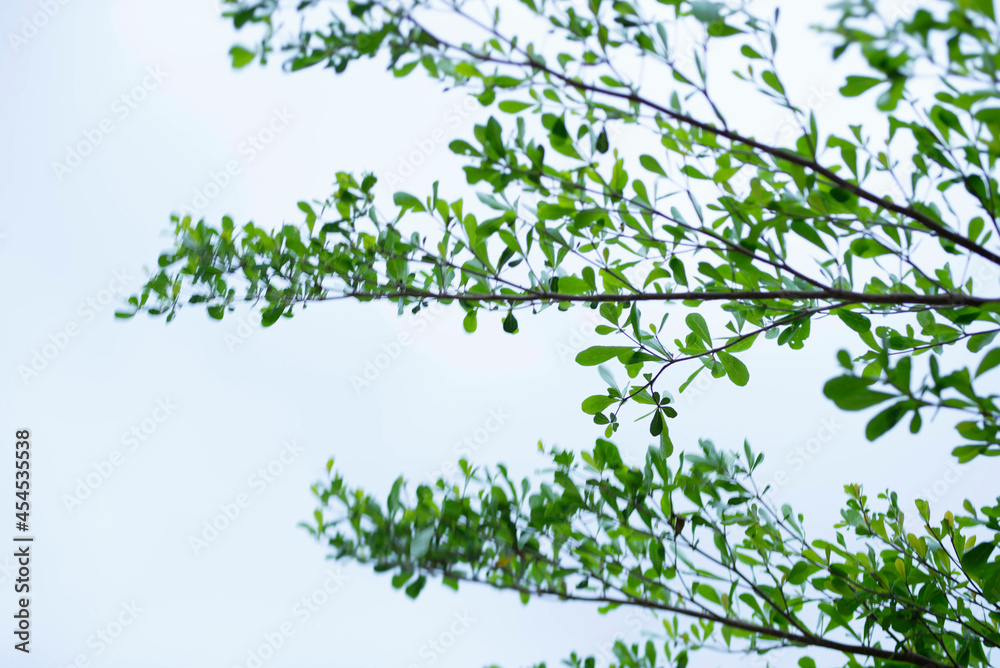 green leaf frame with blue sky and white clouds background, can be used as wallpaper green leaf frame with blue sky and white clouds background, can be used as wallpaper