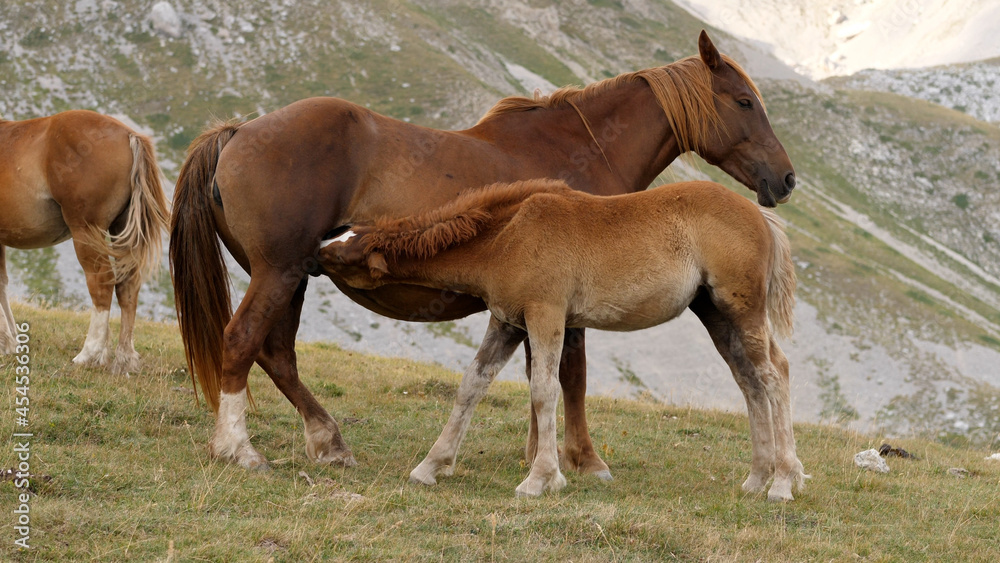 Fototapeta premium A Wild Horse Feeds Its Colt, Close-up
