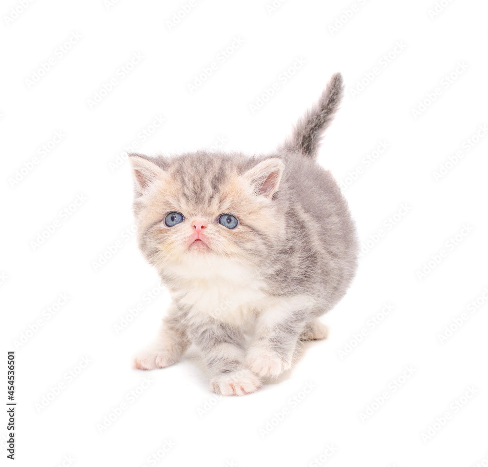 Obraz premium cute persian exotic cat kitten on isolated white background