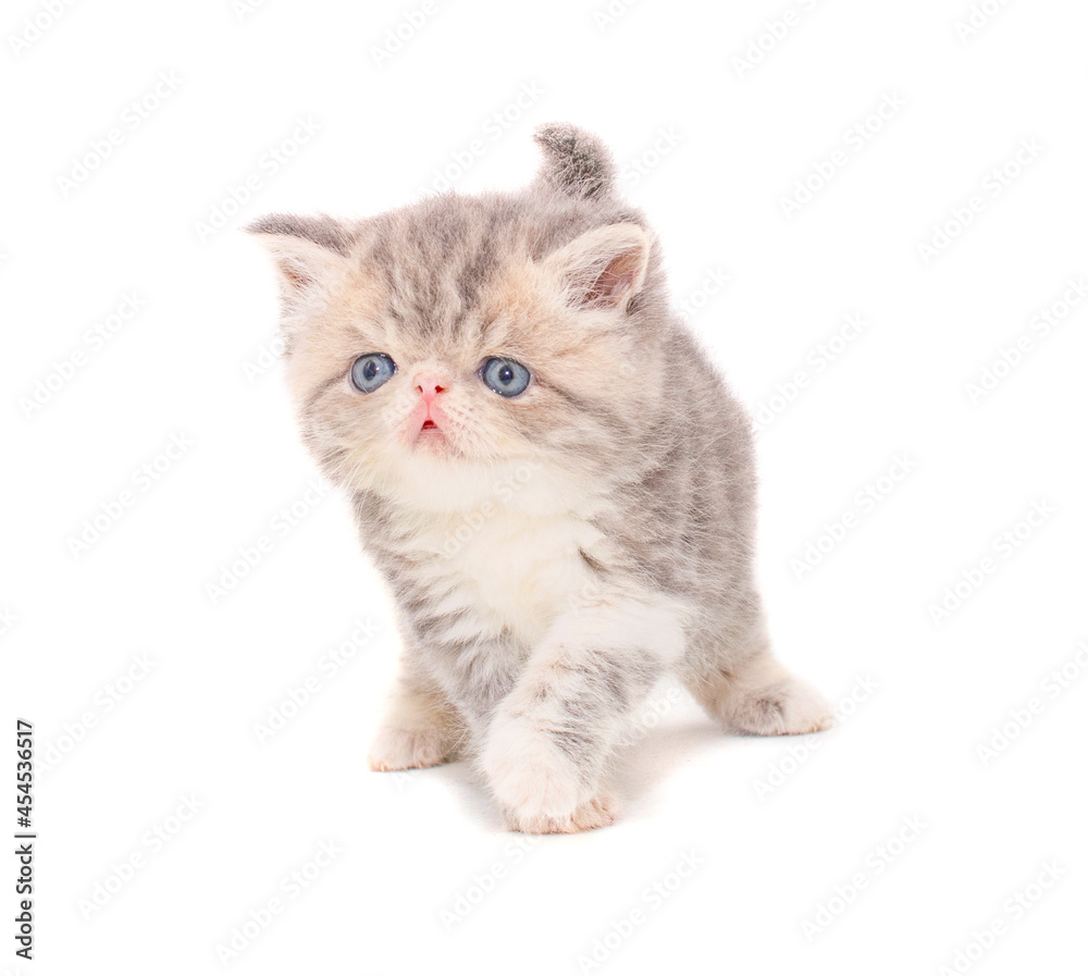 Fototapeta premium cute persian exotic cat kitten on isolated white background