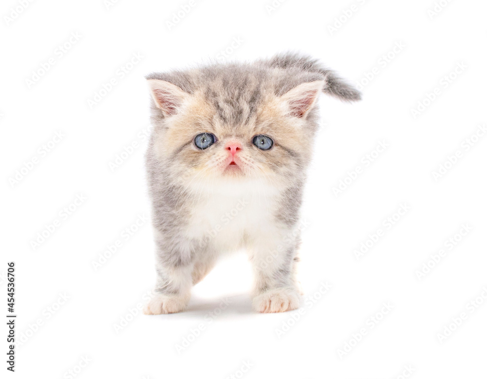 cute persian exotic cat kitten on isolated white background