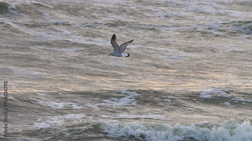 Sea gull bird takes flies low over the ocean waves loooking for prey. Slow motion video. Sea gull bird takes flies low over the ocean waves loooking for prey. Slow motion video.