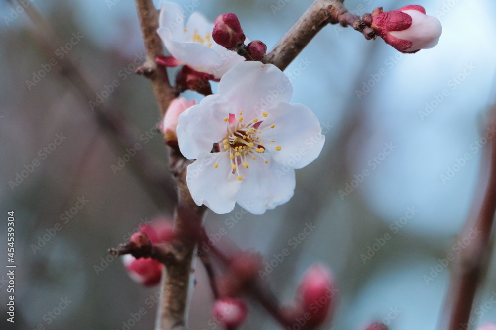 早春の梅の花