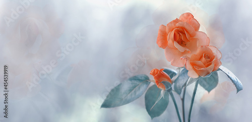 Kwiat róży panorama