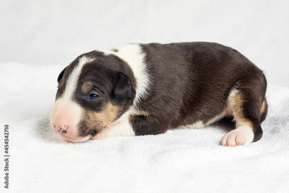 Cute bull terrier puppy sleeping. Miniature newborn pet 10 days old lies on a white background. Bullterrier puppy - studio portrait. Cute bull terrier puppy sleeping. Miniature newborn pet 10 days old lies on a white background. Bullterrier puppy - studio portrait.