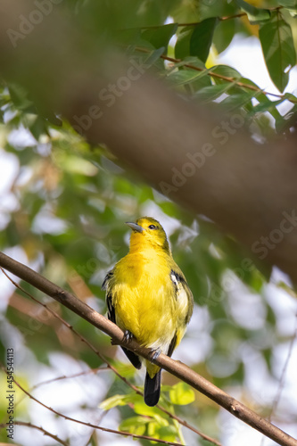Common Iora  Aegithina tiphia  perched on tree branch looking for fruits in natural habitat