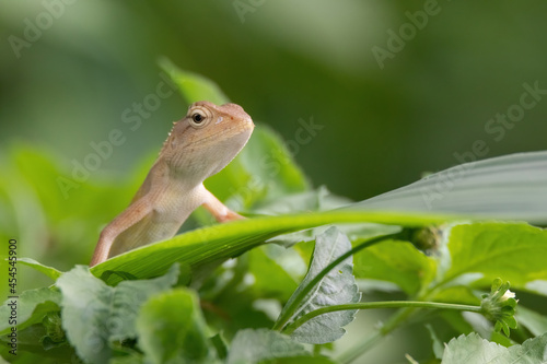 closeup shot of a oriental garden lizard in nature