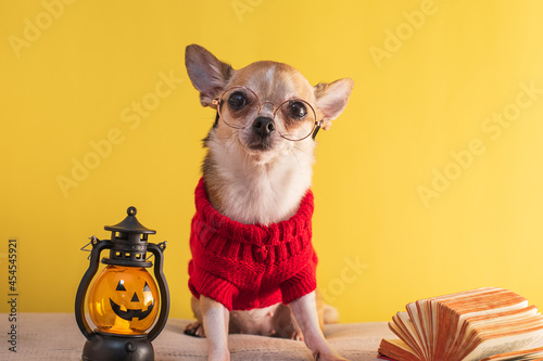 Purebred Chihuahua dog posing for Halloween on a yellow background. Mockup with animals and paraphernalia for All Saints Day.