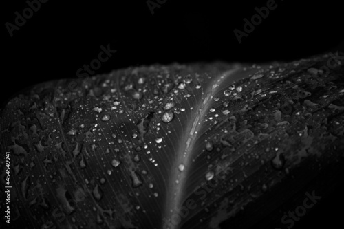 black and white shot of a leaf with raindrops, autumn rain, tropical rain, drops like pearls 