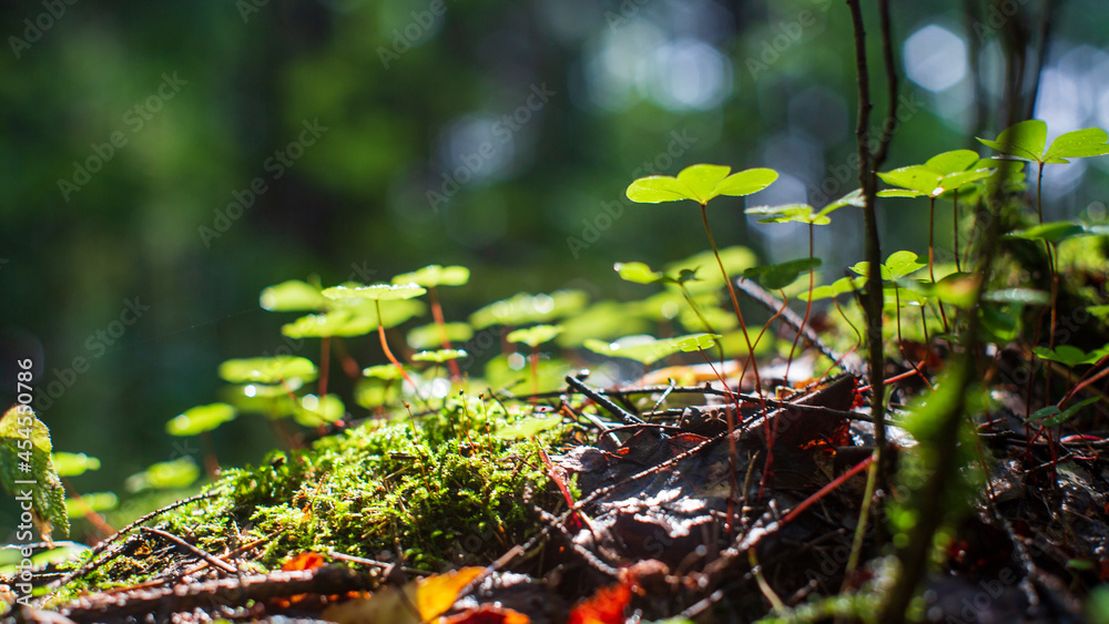 Plants, grass close-up in the forest. Low point of view in nature landscape. Ground forest on sunset, summer background. Blurred nature background copy space. Park low focus depth. Plants, grass close-up in the forest. Low point of view in nature landscape. Ground forest on sunset, summer background. Blurred nature background copy space. Park low focus depth.