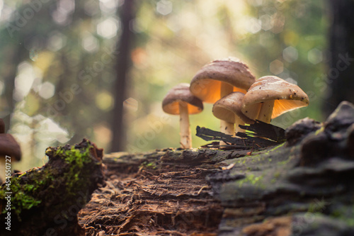 Close-up mushrooms grow on the trunk of a fallen tree in the forest. Low point of view in nature landscape. Blurred nature background copy space. Park low focus depth. Ecology environment.