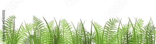 Vector illustration, border of fern on a white background, cartoon decorative seamless strip for summer and autumn season, design for cosmetics, homedesign, ecology