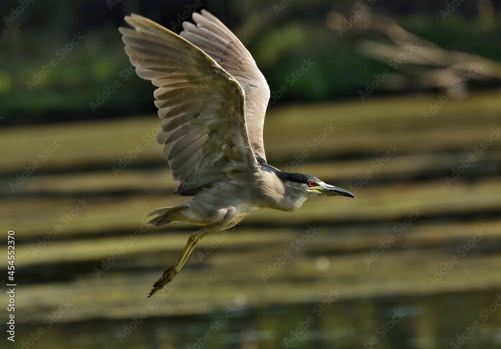 Obraz premium Black-crowned Night-Herons These social birds breed in colonies of stick nests usually built over water. They live in fresh, salt, and brackish wetlands.