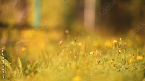 Fototapeta Naklejka Na Ścianę i Meble -  Natural strong blurry background of green grass blades close up. Fresh grass meadow in sunny morning. Copy space