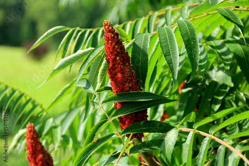 Rhus typhina, red blossom of sumac tree or vinegar tree. Staghorn sumac or velvet sumac 