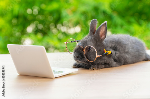 Foto Easter holiday animal, technology e-learning concept
