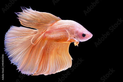 Rhythmic of betta splendens fighting fish over isolated black background. The moving moment beautiful of orange siamese betta fish with copy space.