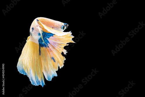 The movement white, yellow, blue halfmoon betta splendens fighting fish on isolated black background with clipping part. The moving moment beautiful of white Siamese betta fish with copy space.