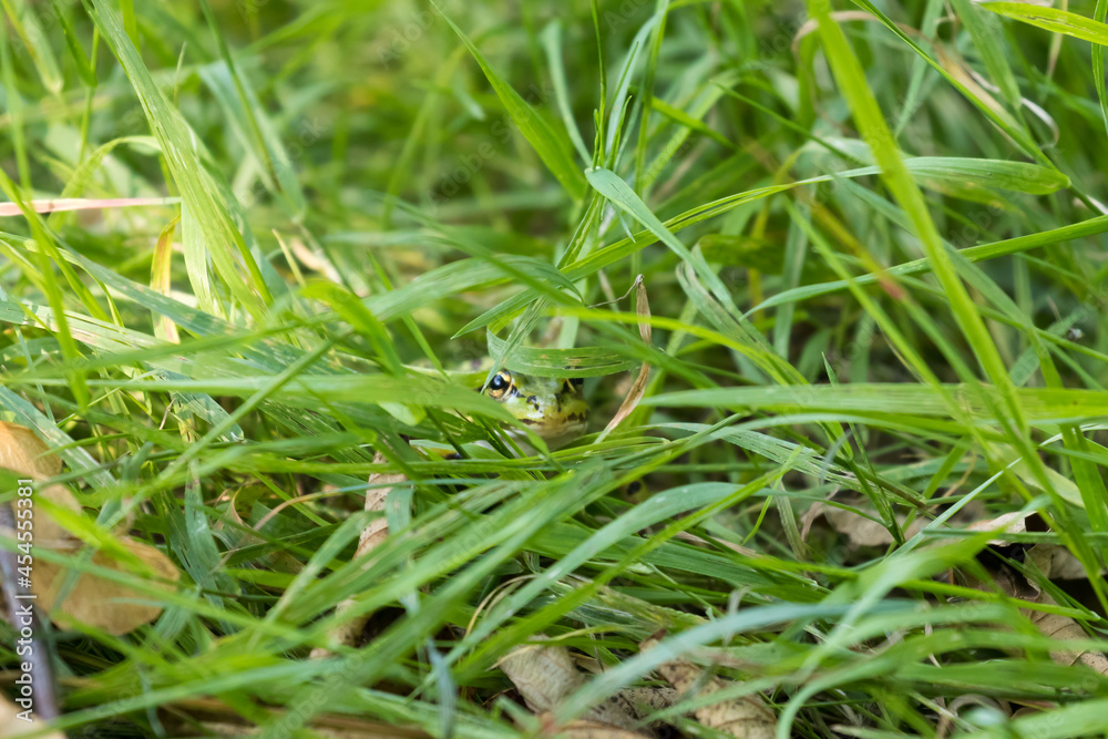 Rana temporaria grass frog rests in the green grass in the meadow, the green colors mask the frog and it becomes invisible - Nature reserve Rana temporaria grass frog rests in the green grass in the meadow, the green colors mask the frog and it becomes invisible - Nature reserve