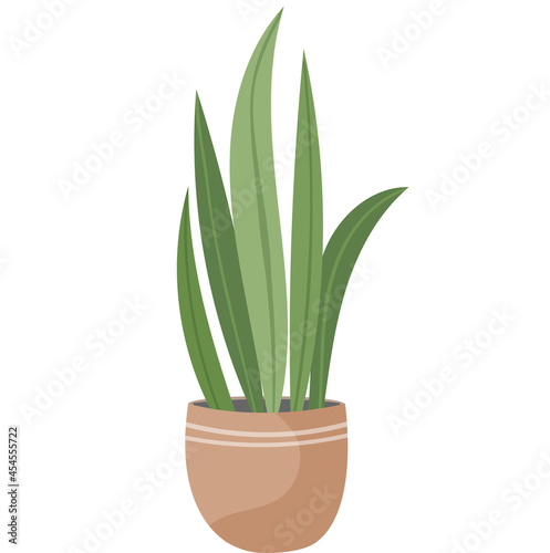 Vector illustration home plant flower in pot on white isolated background