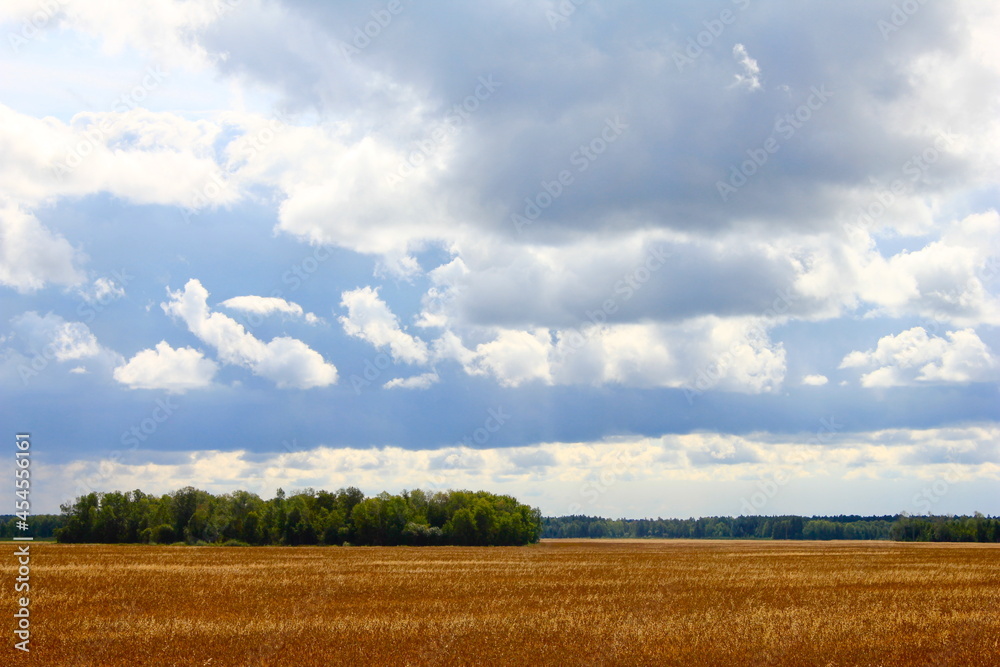 big beautiful clouds over wheat field with forest landscape big beautiful clouds over wheat field with forest landscape